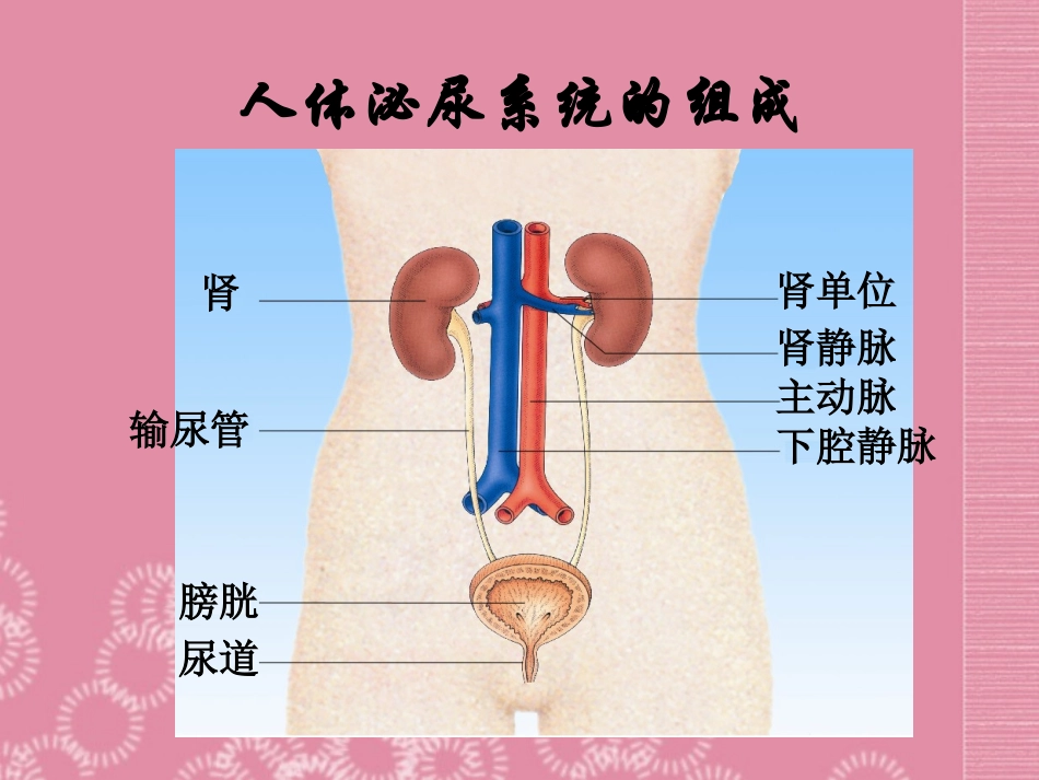 云南省祥云县禾甸中学七年级生物下册《11-1 人体泌尿系统的组成》课件 苏教版_第3页