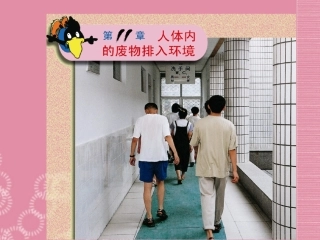 云南省祥云县禾甸中学七年级生物下册《11-1 人体泌尿系统的组成》课件 苏教版