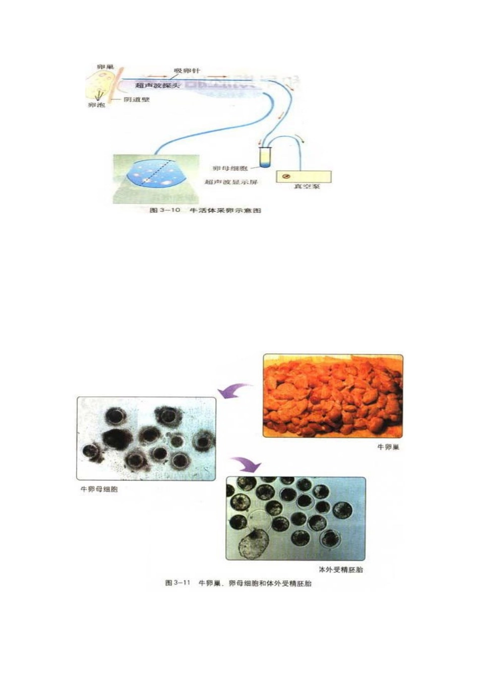 云南省陇川县第一中学高二生物下册 3、2体外受精和早期胚胎培养教案 人教版 _第3页