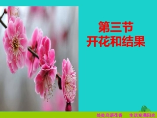 四川省泸州市古蔺县中城中学七年级生物上册 第三单元 第二章 第三节 开花和结果课件 （新版）新人教版