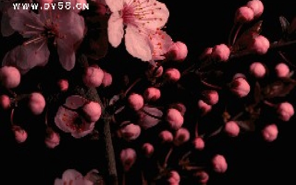 四川省泸州市天立中学七年级生物上册 第三单元 第二章 第三节 开花和结果课件 （新版）新人教版_第2页