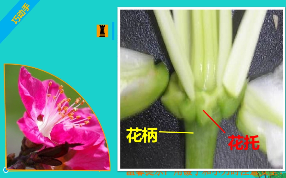 四川省泸州市天立中学七年级生物上册 第三单元 第二章 第三节 开花和结果课件 （新版）新人教版_第3页