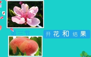 四川省泸州市天立中学七年级生物上册 第三单元 第二章 第三节 开花和结果课件 （新版）新人教版
