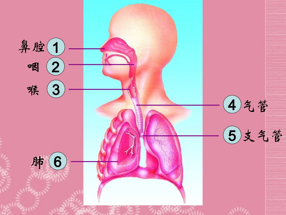 云南省祥云县禾甸中学七年级生物下册《10-3 人体和外界环境的气体交换》课件 苏教版_第2页