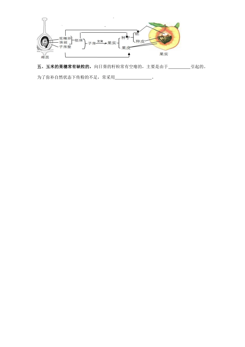 四川省泸州市天立中学七年级生物上册 第三单元 第二章 第三节 开花和结果学案（无答案）（新版）新人教版_第2页