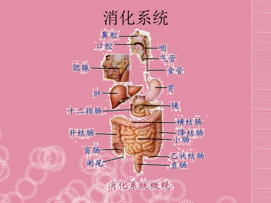 云南省祥云县禾甸中学七年级生物下册《9-2 人体的消化与吸收》课件 苏教版_第2页