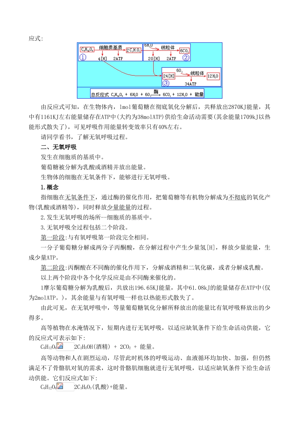 人教版高中生物必修1生物的呼吸作用_第3页