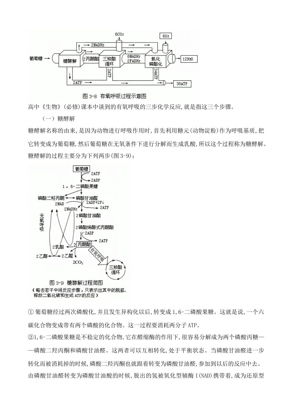 苏教版高中生物必修1细胞呼吸4_第3页