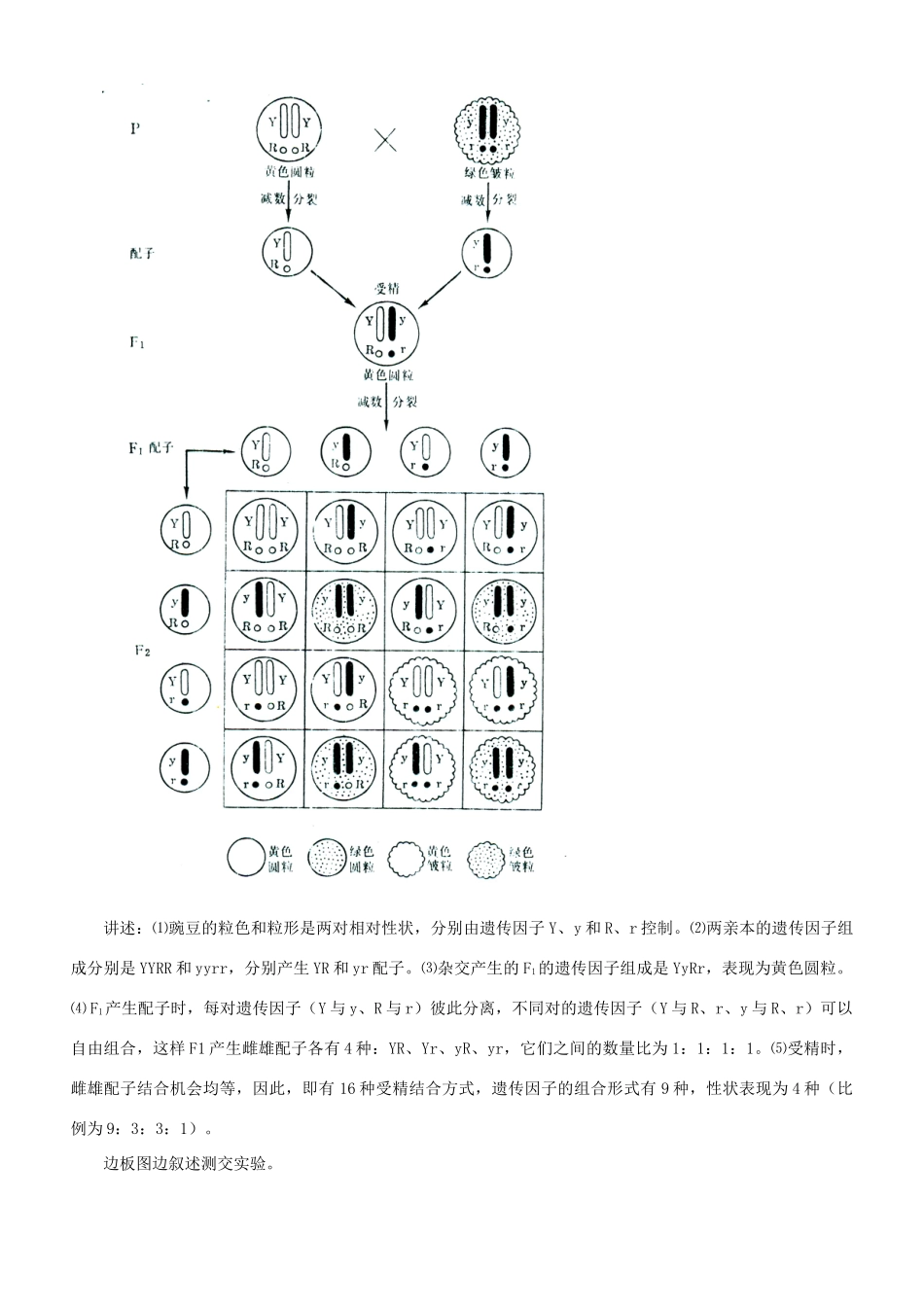 云南省德宏州梁河县第一中学高中生物 《孟德尔的豌豆杂交实验(二)》教案 新人教版必修2_第3页
