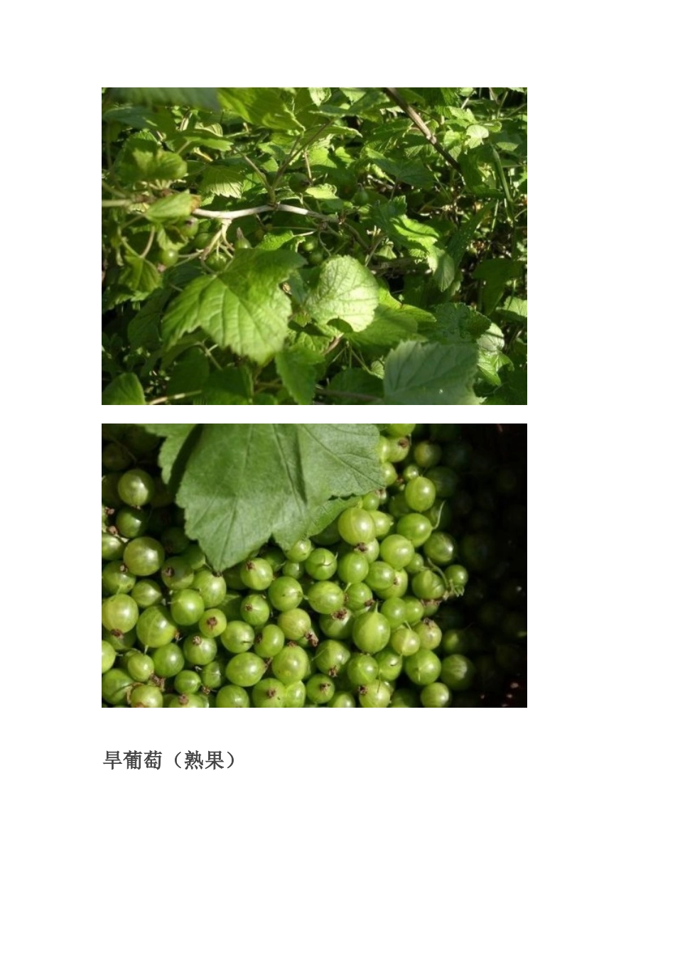 大兴安岭常见植物_第3页