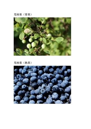 大兴安岭常见植物