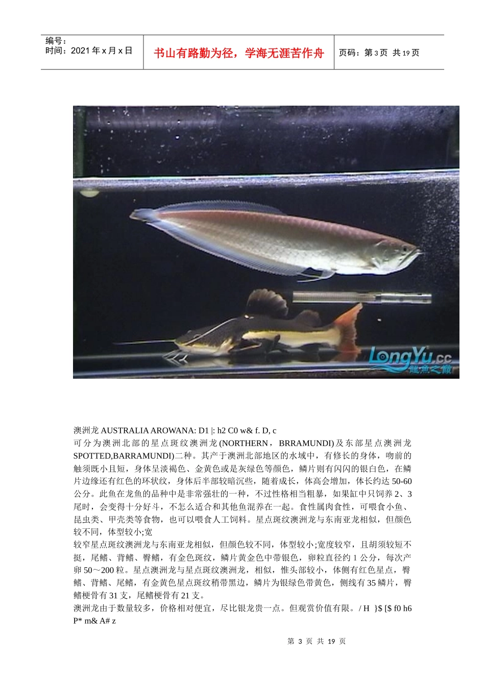 龙鱼相关资料简介_第3页