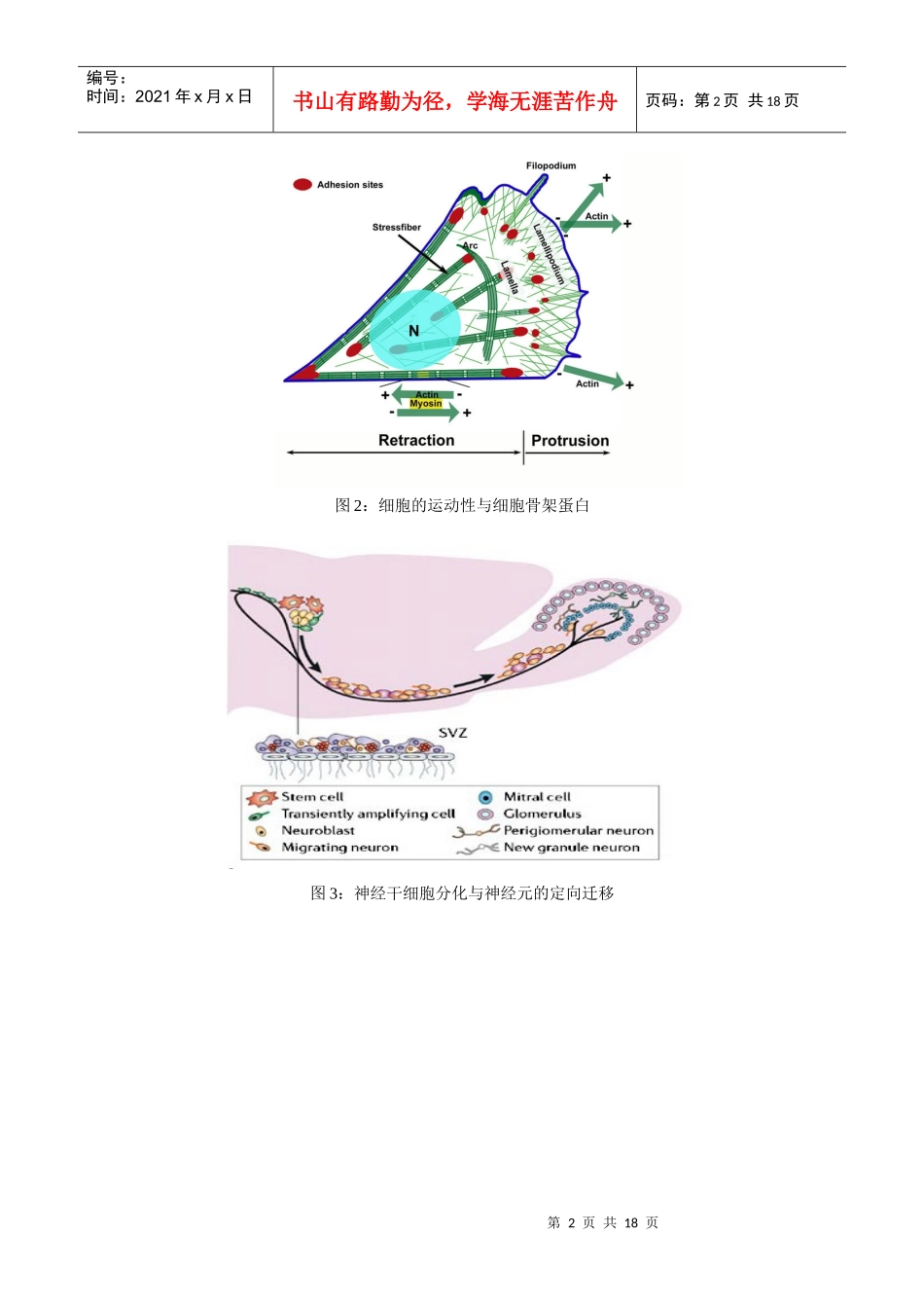细胞生物学实验教程：细胞运动性检测实验详细介绍_第2页