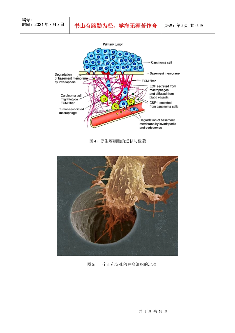 细胞生物学实验教程：细胞运动性检测实验详细介绍_第3页