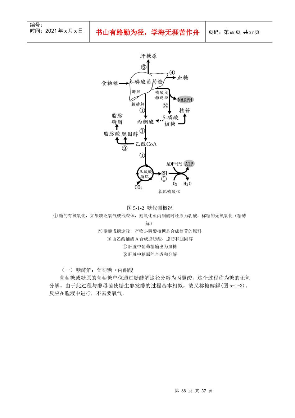 第五章能源物质的产能代谢-第六章_第3页