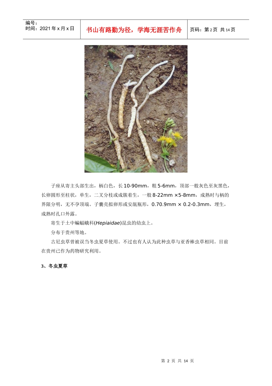 药用蘑菇种类及图文介绍_第2页