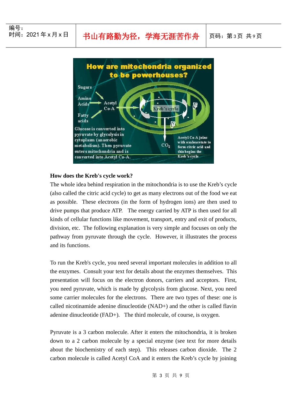 细胞生物学双语教案3(线粒体结构与功能)_第3页