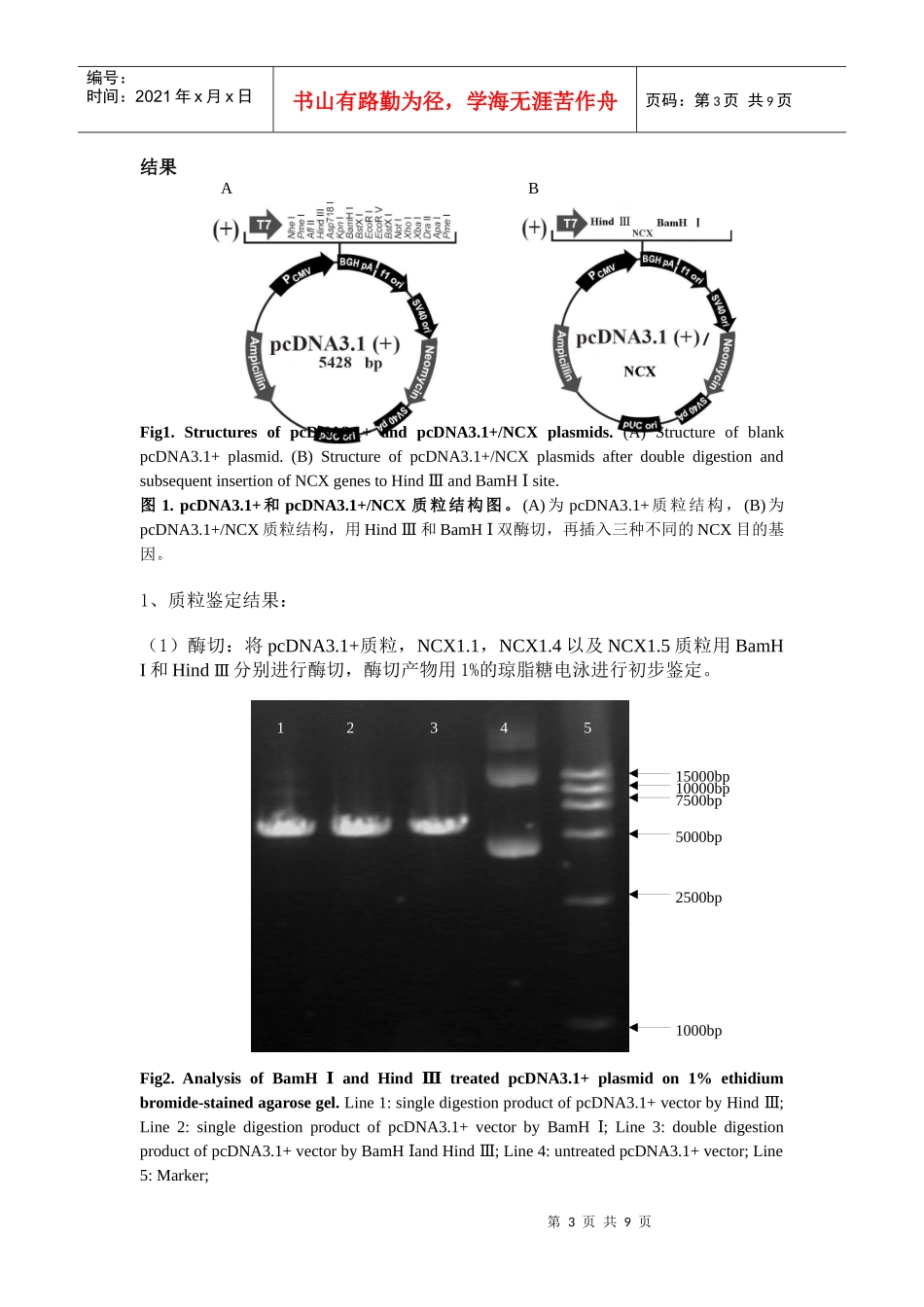 钠钙交换体基因稳定转染及药物筛选细胞模型的建立_第3页