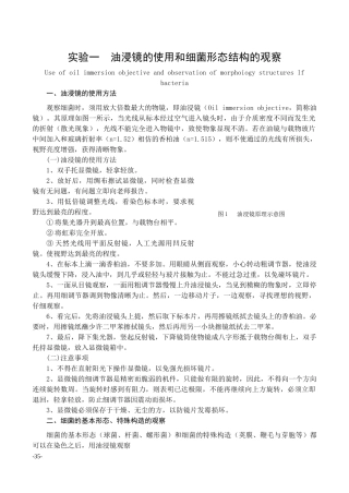 油浸镜的使用和细菌形态结构的观察