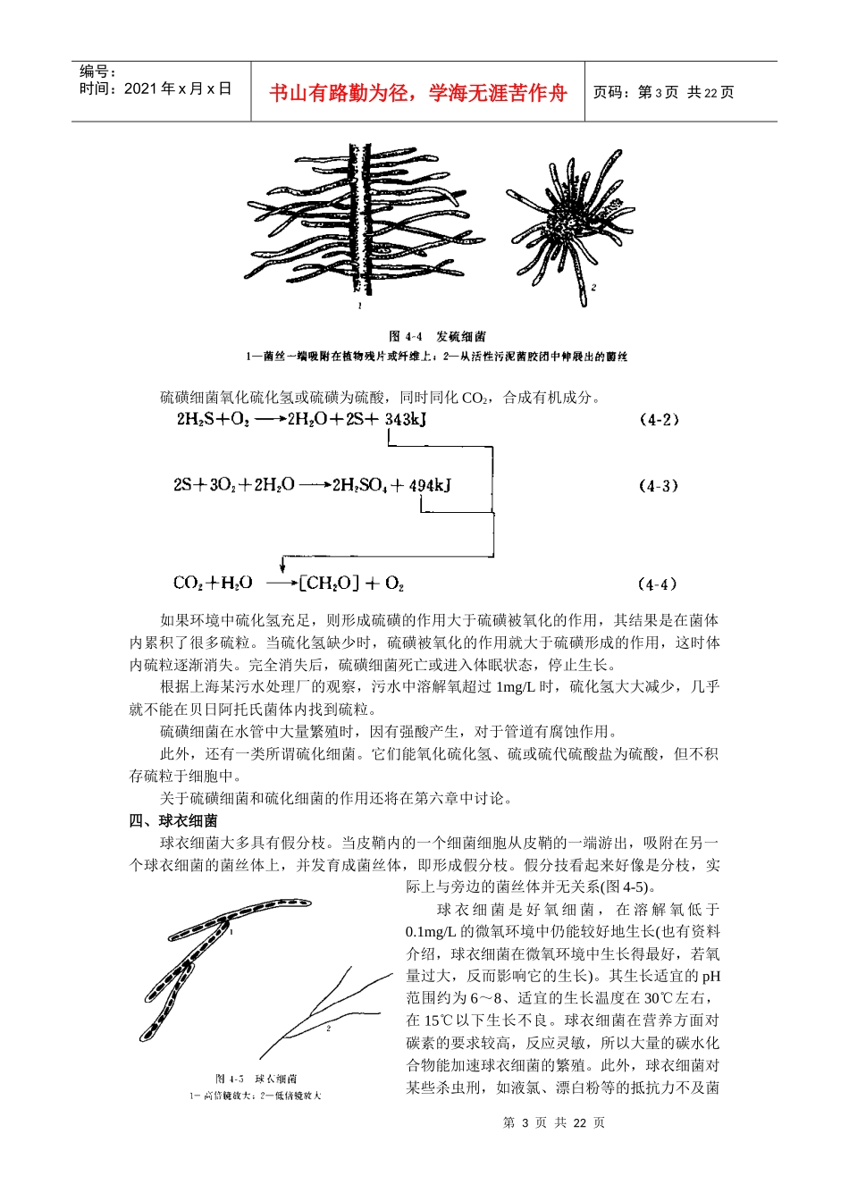 水处理微生物学 第四章 其它微生物_第3页