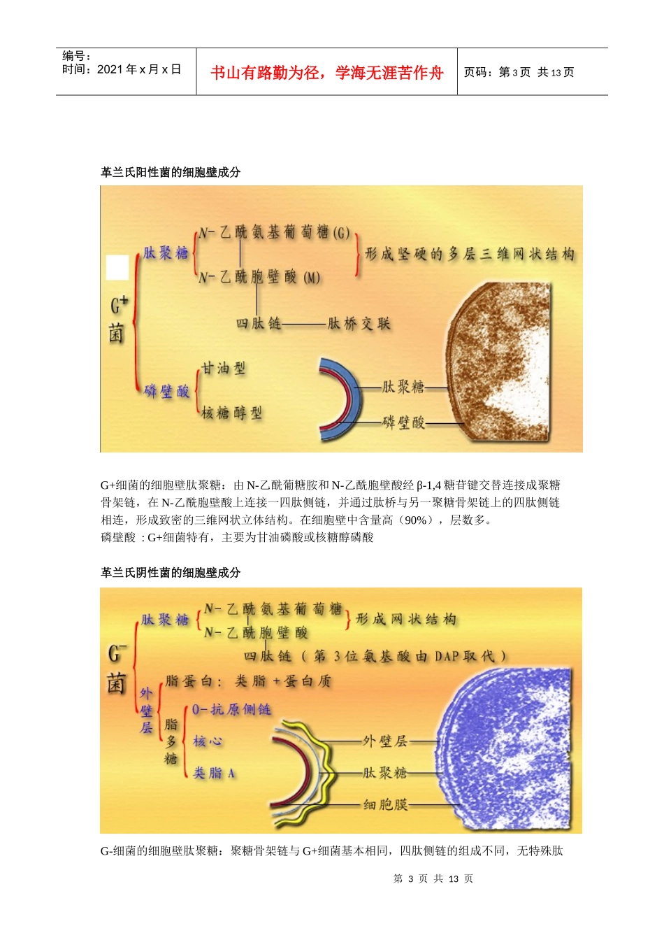 微生物学教程 复习资料 周德庆1_第3页