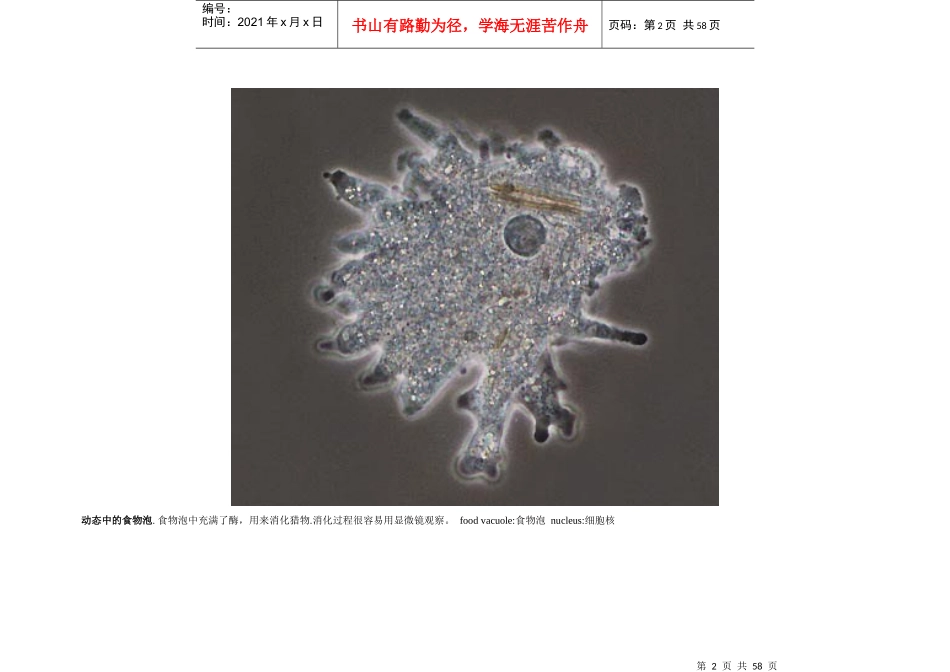 微生物图片[1]_第2页