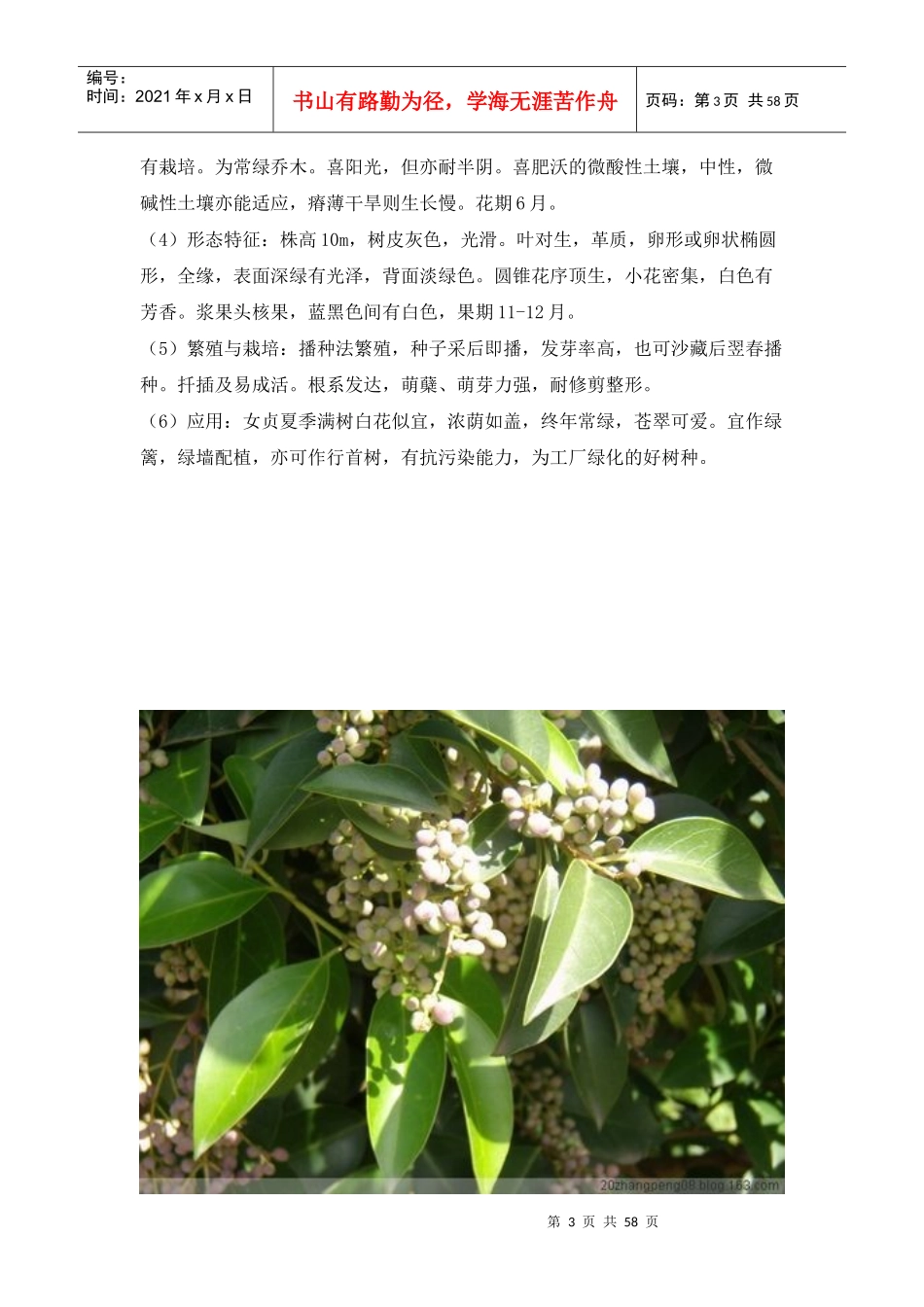 常见园林植物名录(附图片)_第3页