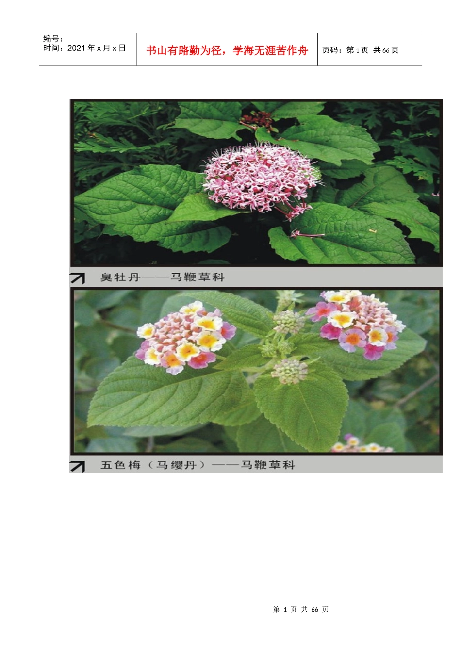 园林植物大观园下_第1页