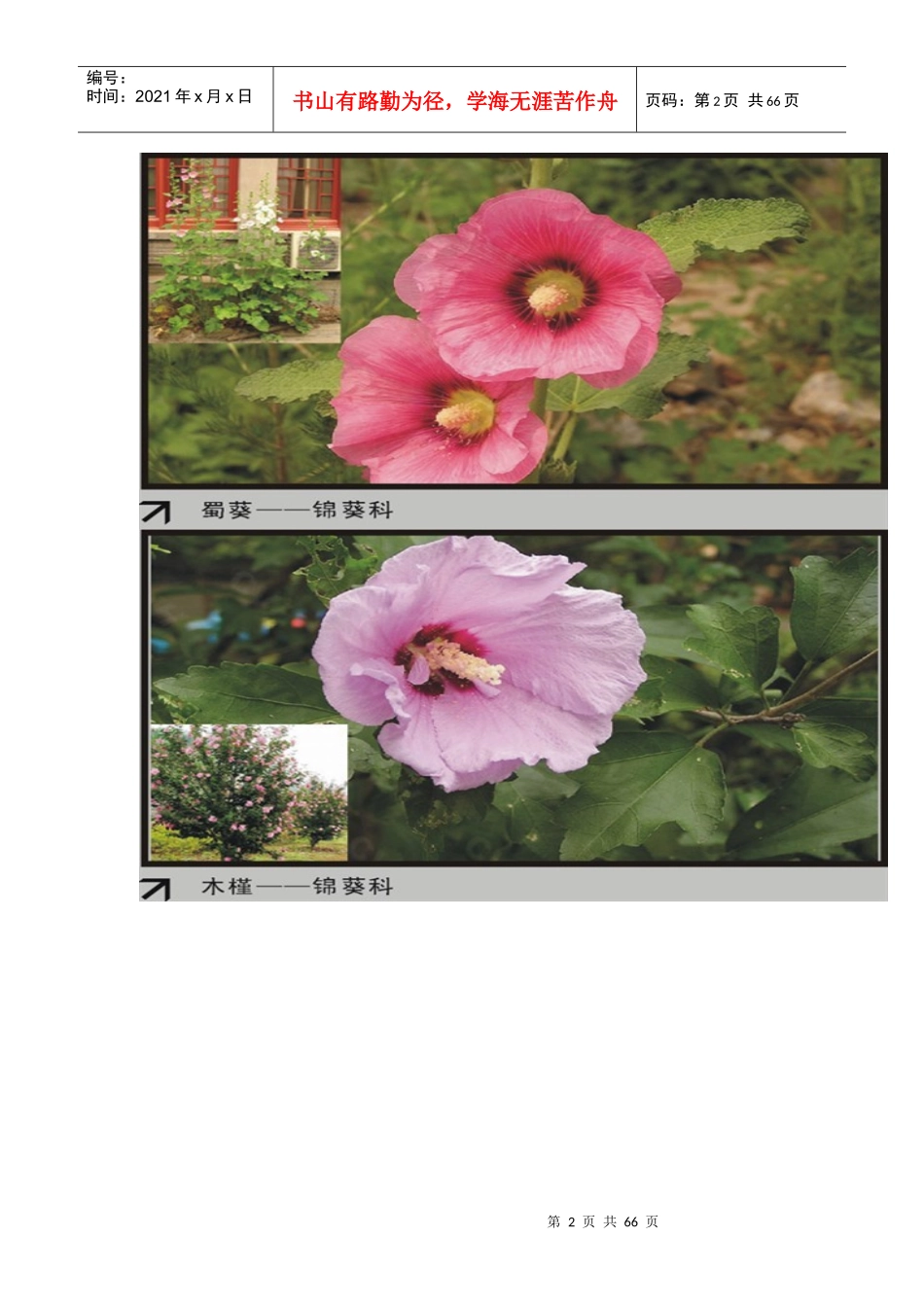 园林植物大观园下_第2页