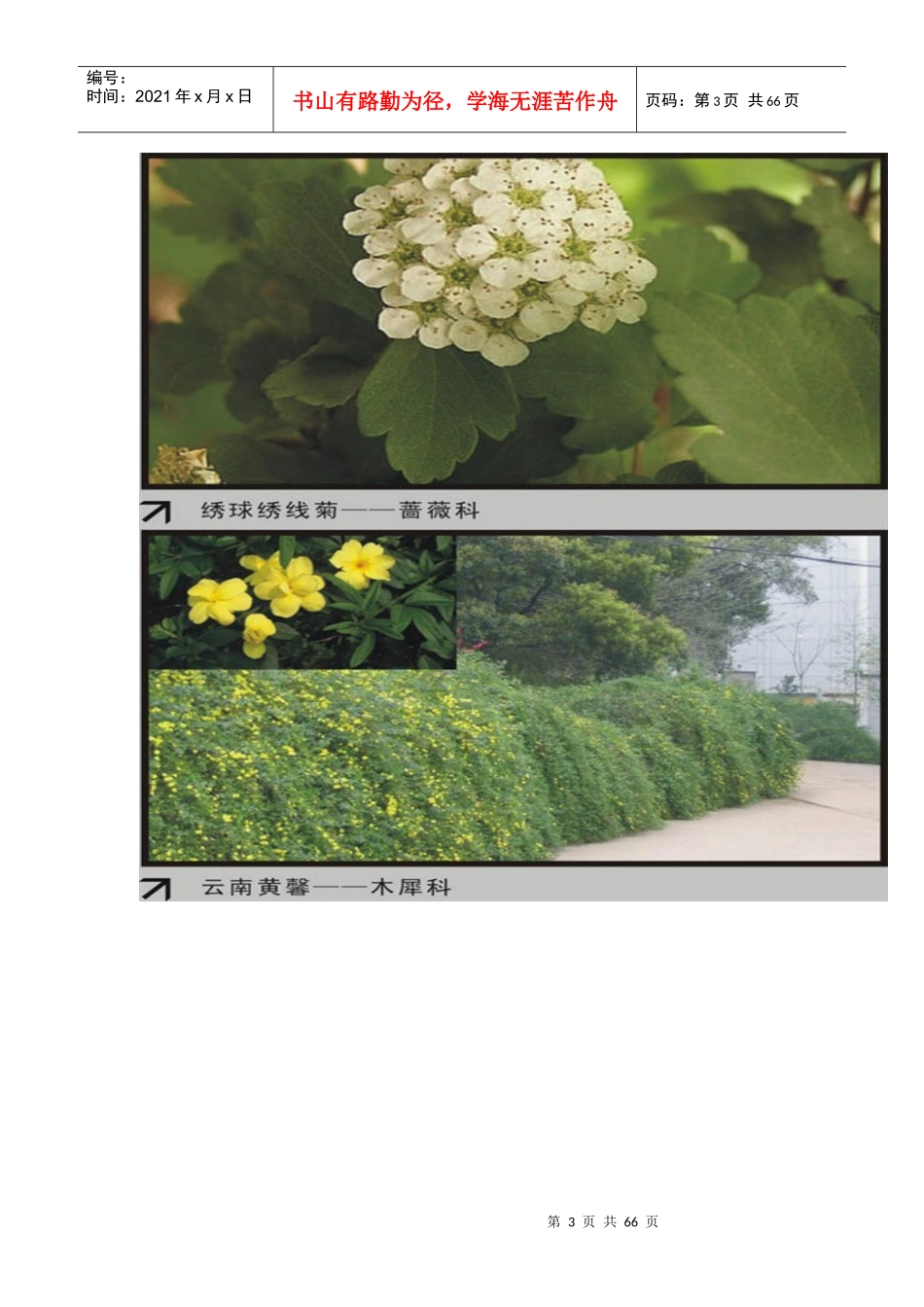 园林植物大观园下_第3页