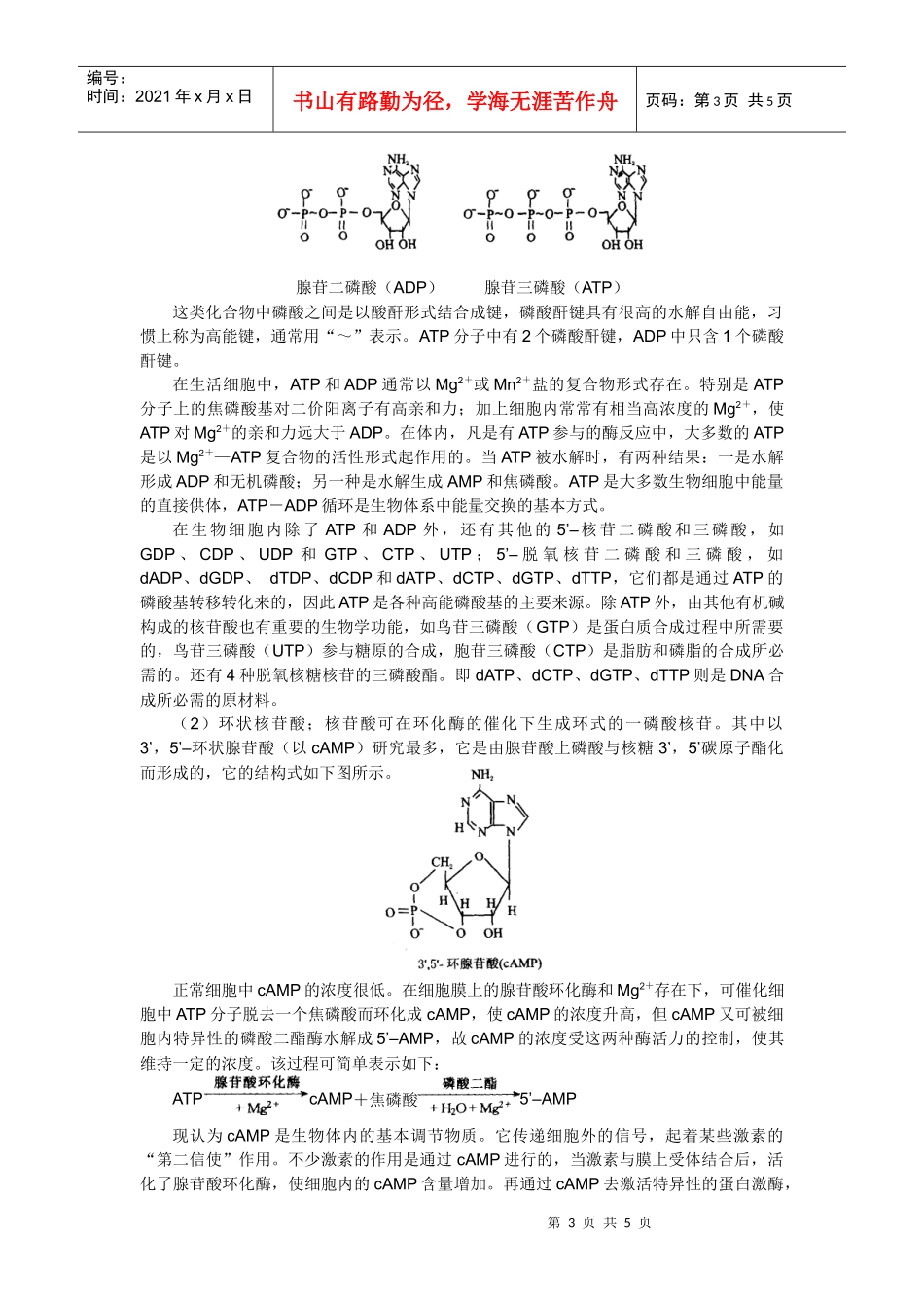 核酸的结构与生物学功能_第3页