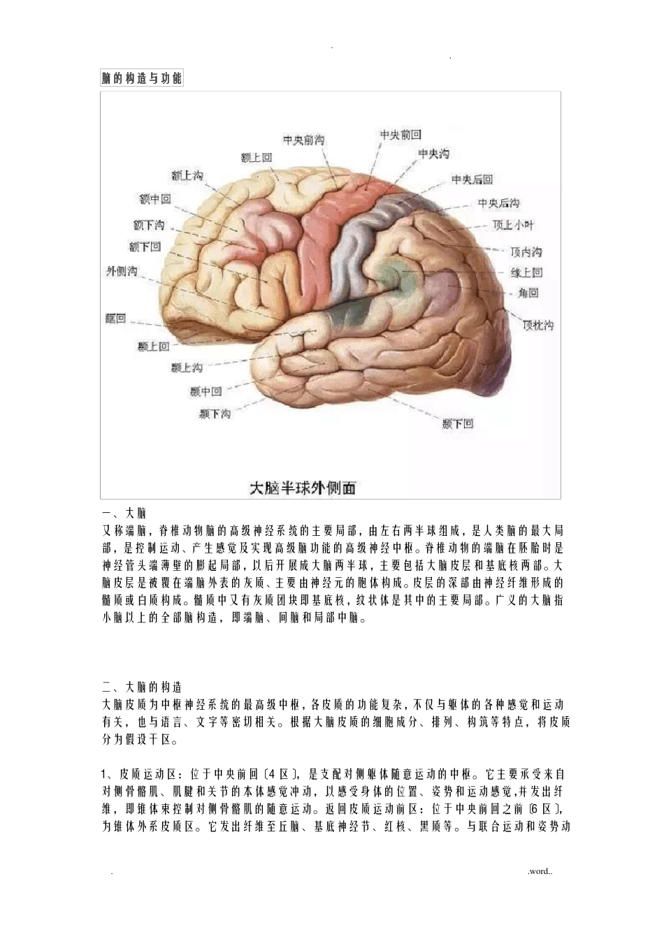 脑的结构及功能_第1页