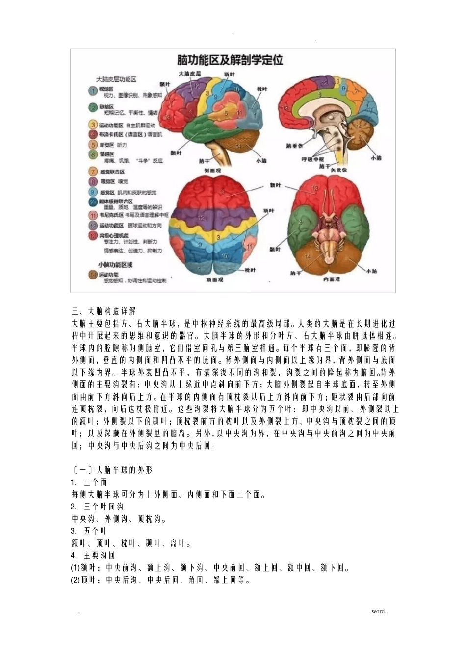 脑的结构及功能_第3页