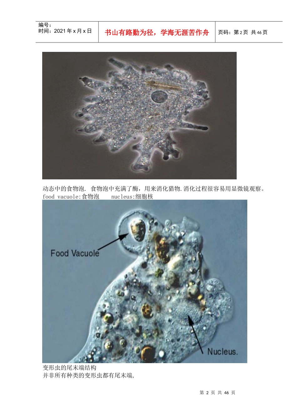 污水处理常见微生物照片_第2页