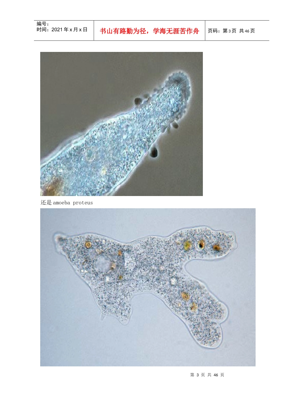 污水处理常见微生物照片_第3页