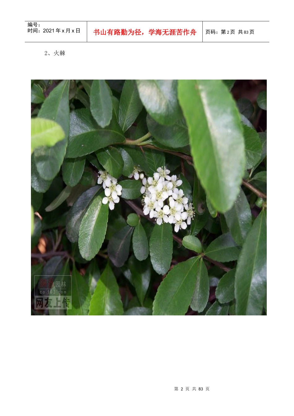 常见园林绿化植物图片_第2页