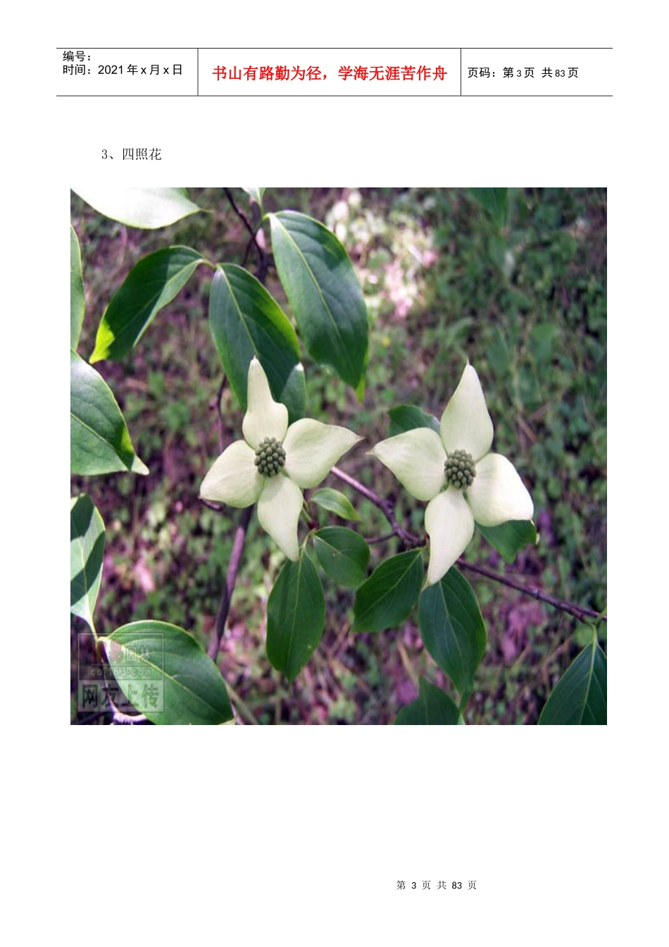 常见园林绿化植物图片_第3页