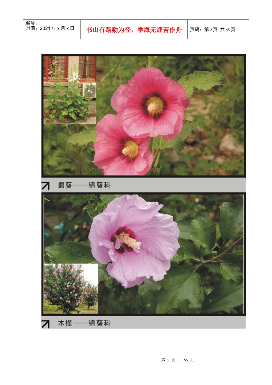 园林植物大观园2_第2页