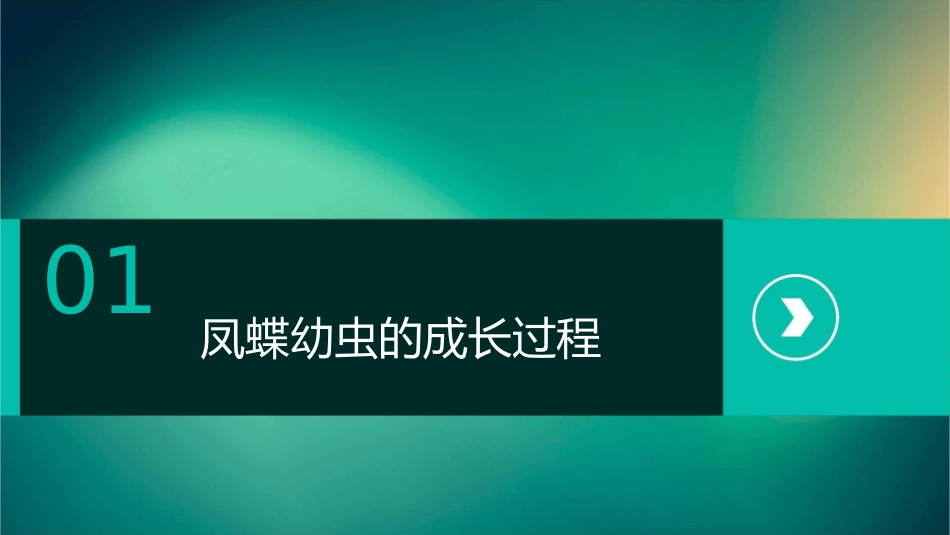 成熟的凤蝶幼虫化蛹前会停止摄食课件_第3页