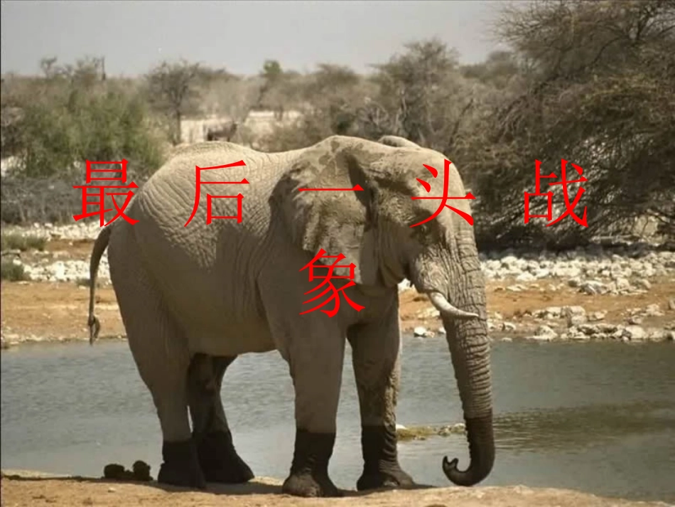 人教版小学语文六年级上册《最后一头战象》PPT课件 (2)_第1页