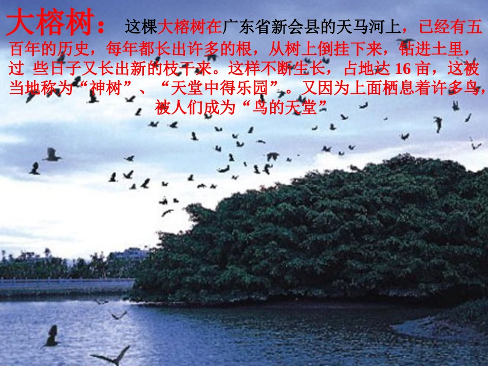 《鸟的天堂》课件_第2页