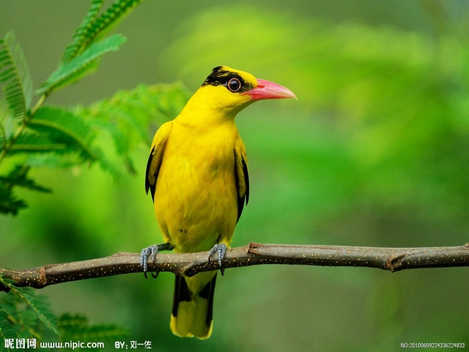 百度参赛-《和小鸟最相亲爱》[1]课件_第2页