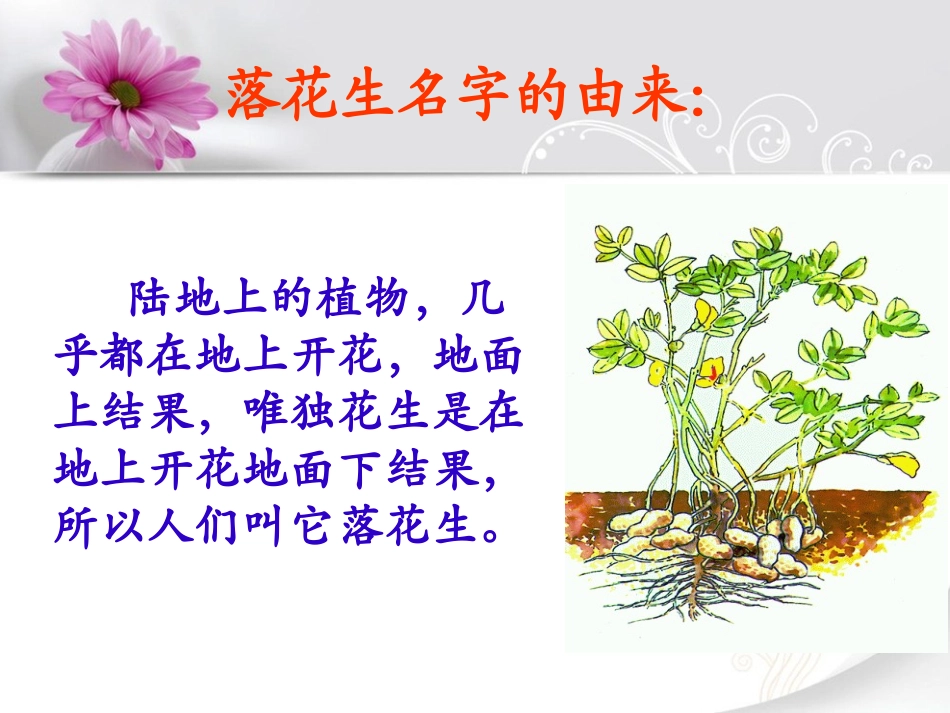 《落花生》课件4 (2)_第3页