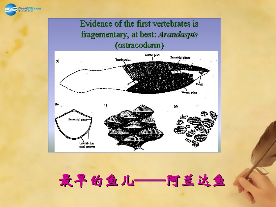 七年级语文化石吟课件_第2页