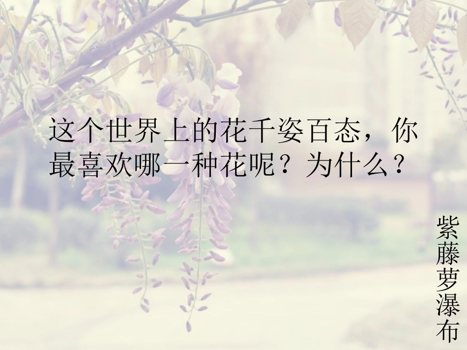紫藤萝瀑布 (4)_第2页