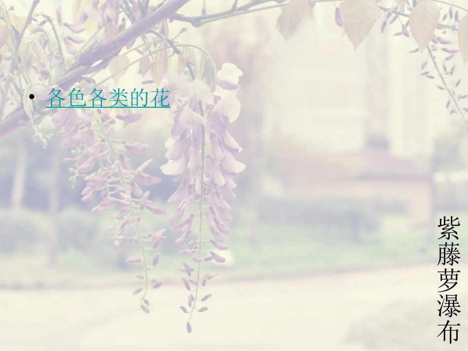 紫藤萝瀑布 (4)_第3页