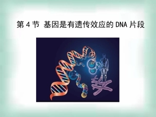 高中生物《34基因是有遗传效应的片段》课件新人教版必修2