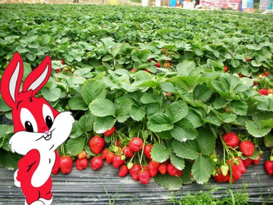 小学有余数的除法_第2页