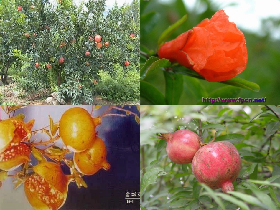 《石榴》课件 (2)_第3页