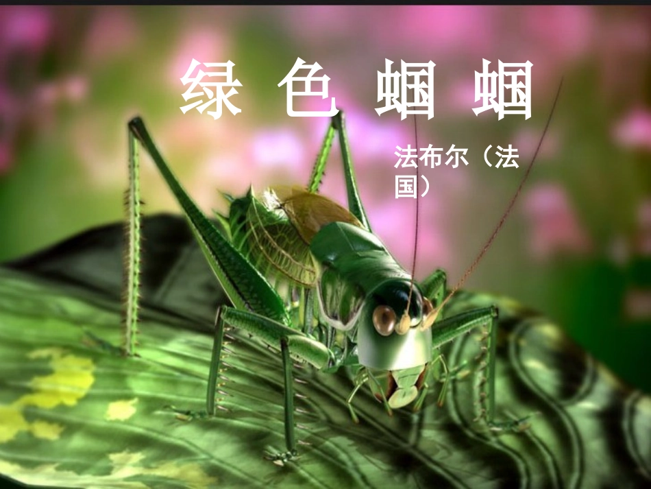 绿色蝈蝈课件（成品）_第3页
